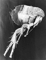 vista microscopica de la pulga