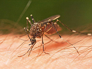 matar mosquitos